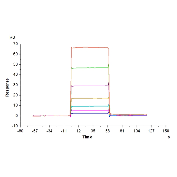 Human BAFFTNFSF13BCD257 Protein , BAF-HM214 Human BAFF/TNFSF13B/CD257 Protein , BAF-HM214 Ushelf