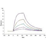 Human BAFFTNFSF13BCD257 Trimer Protein , BAF-HM112