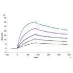 Human BAFFTNFSF13BCD257 Trimer Protein , BAF-HM213