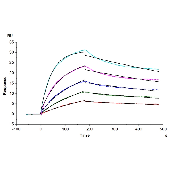 Human BAFFTNFSF13BCD257 Trimer Protein , BAF-HM213 Human BAFF/TNFSF13B/CD257 Trimer Protein , BAF-HM213 Ushelf