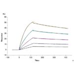 Human BDCA-2 Protein , BCA-HM102