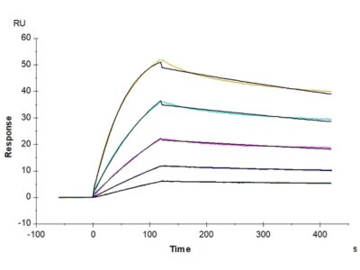 Human BDCA-2 Protein , BCA-HM102 Ushelf