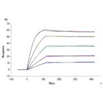 HumanCynomolgus Activin RIIBACVR2B Protein , ARB-HM12B