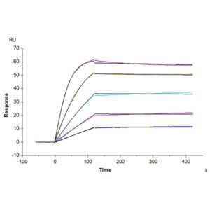 Human/Cynomolgus Activin RIIB/ACVR2B Protein , ARB-HM12B Ushelf