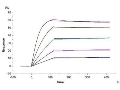 Human/Cynomolgus Activin RIIB/ACVR2B Protein , ARB-HM12B Ushelf