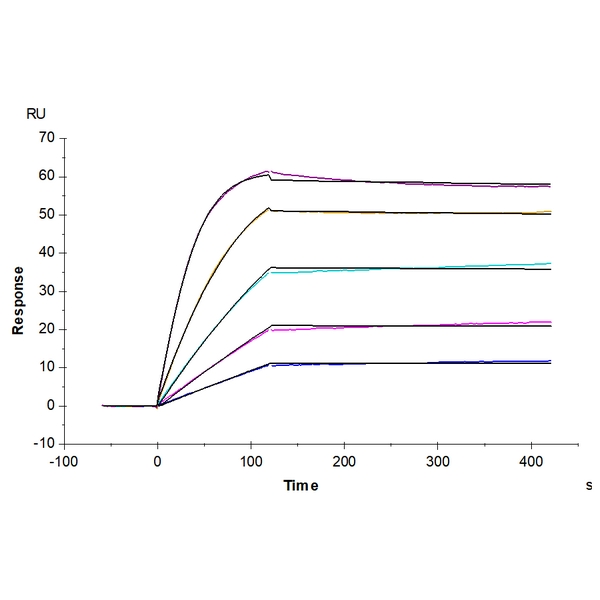 HumanCynomolgus Activin RIIBACVR2B Protein , ARB-HM12B Human/Cynomolgus Activin RIIB/ACVR2B Protein , ARB-HM12B Ushelf