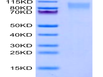 Human ICAM-3/CD50 Protein (IAM-HM103)