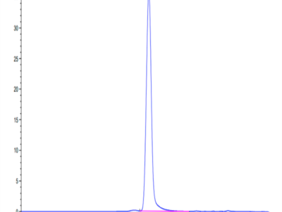 Cynomolgus ICAM-1/CD54 Protein (ICM-CM101)