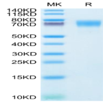 Human ICAM-1/CD54 Protein (ICM-HM101)