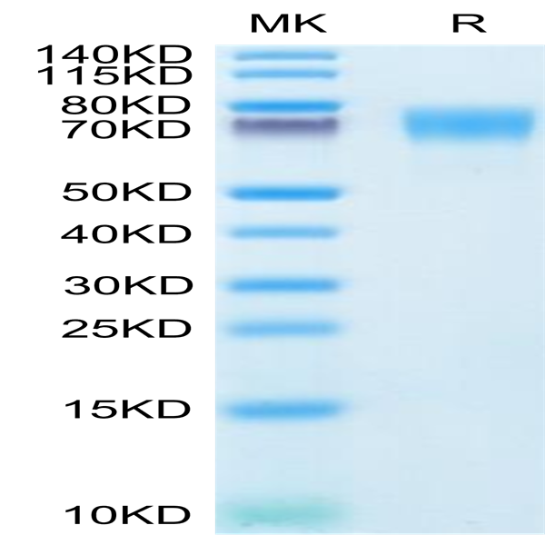 Human ICAM-1/CD54 Protein (ICM-HM101)