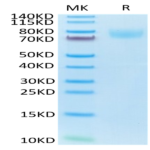 Mouse ICAM-1/CD54 Protein (ICM-MM101)