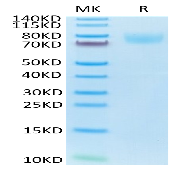 Mouse ICAM-1/CD54 Protein (ICM-MM101)