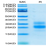 Human ICOS/CD278 Protein (ICO-HM101)