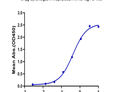 Cynomolgus IFN alpha/beta R1 Protein (IFN-CM1R1)