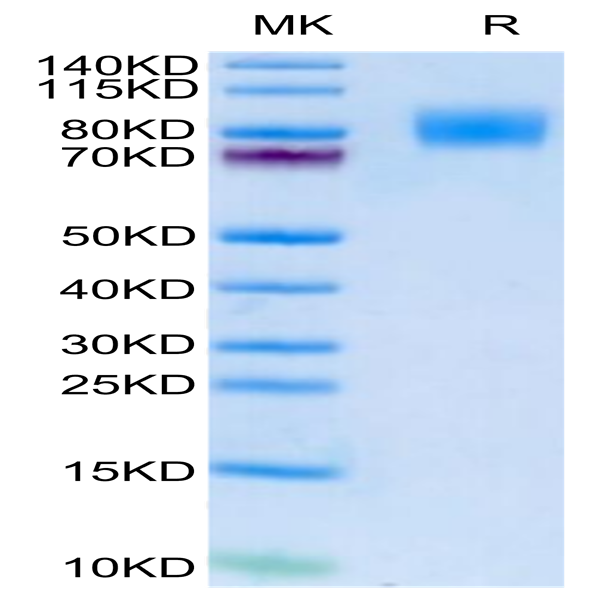 Cynomolgus IFN alpha/beta R1 Protein (IFN-CM1R1)
