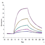 Cynomolgus IFN alpha/beta R2 Protein (IFN-CM1R2)