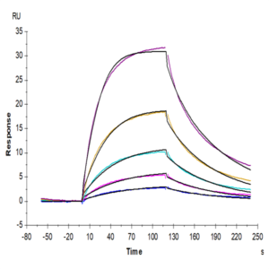 Cynomolgus IFN alpha/beta R2 Protein (IFN-CM1R2)