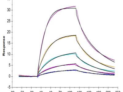 Cynomolgus IFN alpha/beta R2 Protein (IFN-CM1R2)