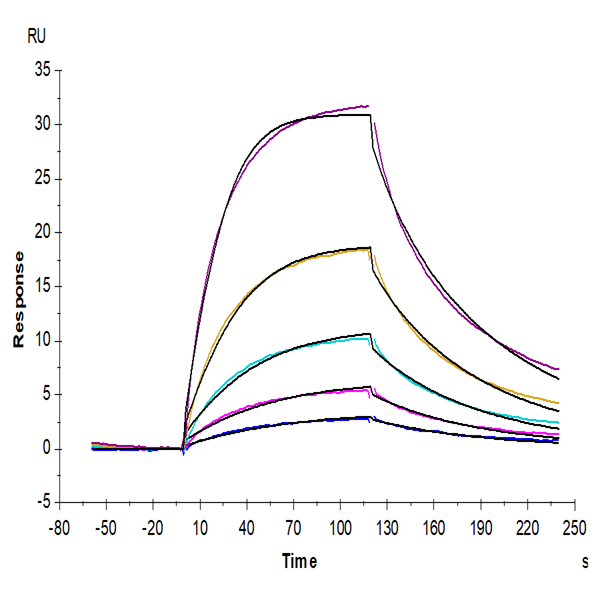 Cynomolgus IFN alpha/beta R2 Protein (IFN-CM1R2) Cynomolgus IFN alpha/beta R2 Protein (IFN-CM1R2)