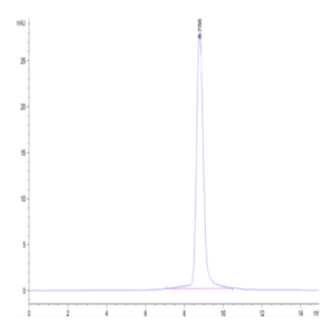 Cynomolgus IFN alpha/beta R2 Protein (IFN-CM1R2)