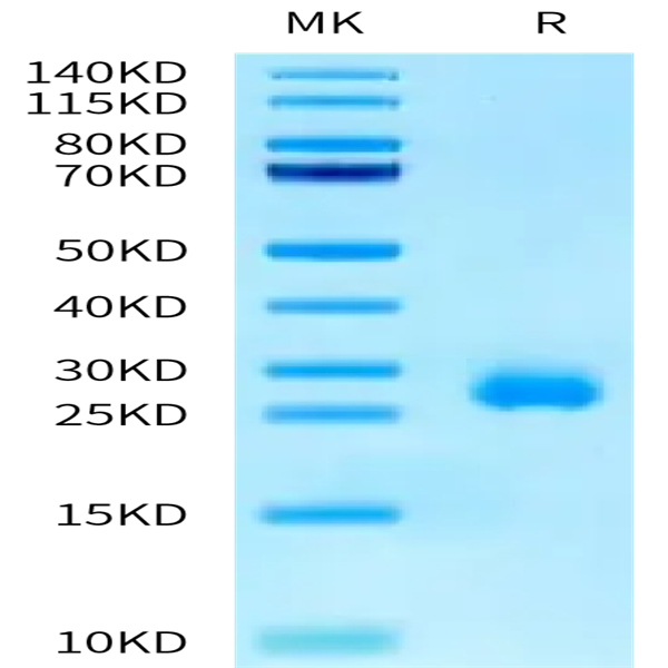 Human Interferon omega-1 Protein (IFN-HM101)