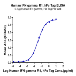 Human IFN gamma R1/IFNGR1 Protein (IFN-HM2GR)