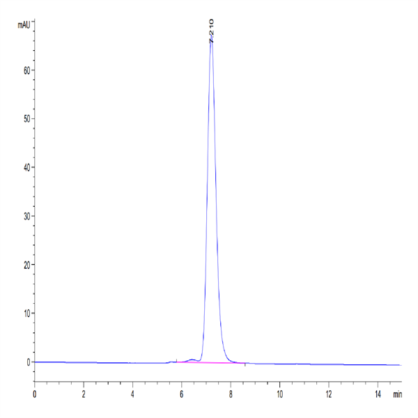 Human IFN gamma R1/IFNGR1 Protein (IFN-HM2GR)