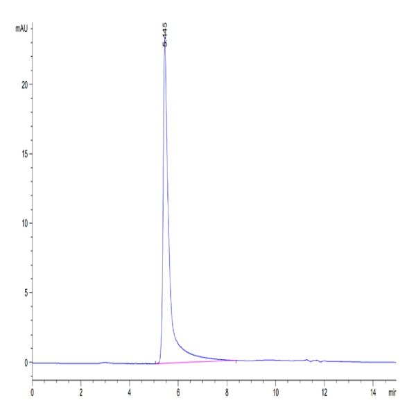 Human IFN gamma/IFNG Protein (IFN-HM40G)
