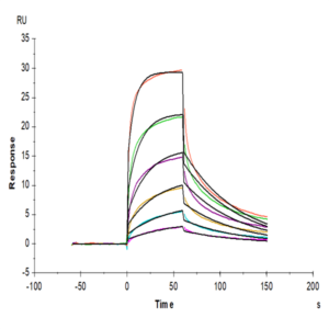Human IFN alpha/beta R1 Protein (IFN-HM4R1)