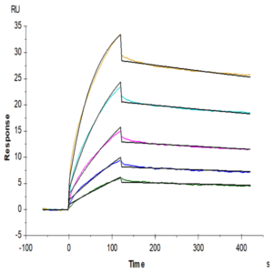 Mouse IFN alpha 1 Protein (IFN-MM2A1)