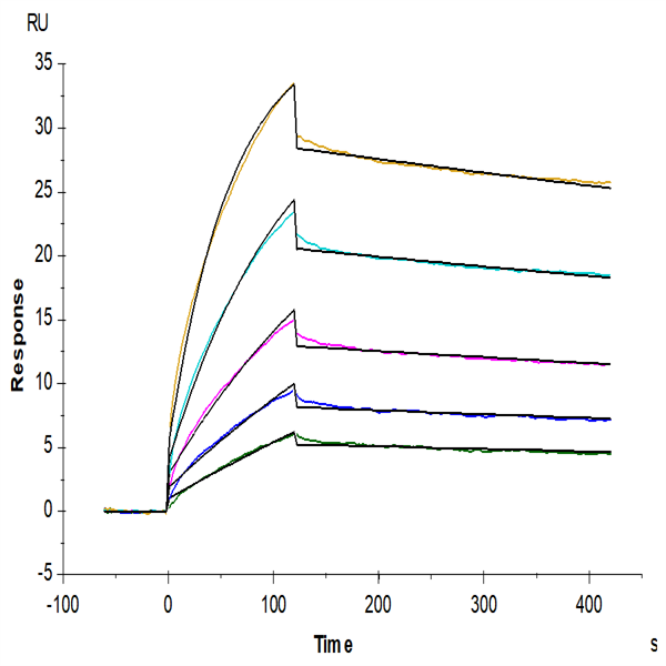 Mouse IFN alpha 1 Protein (IFN-MM2A1) Mouse IFN alpha 1 Protein (IFN-MM2A1)