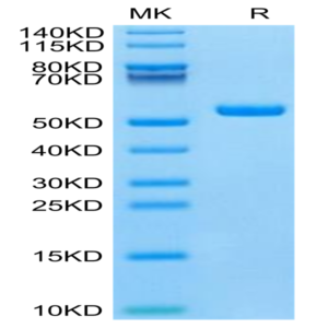 Mouse IFN alpha 1 Protein (IFN-MM2A1)