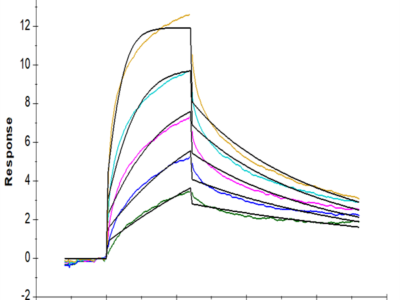 Mouse IFN alpha/beta R1 Protein (IFN-MM2R1)