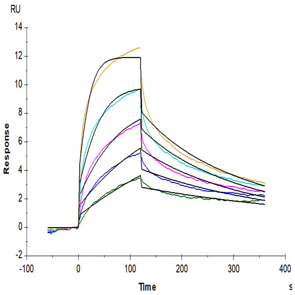 Mouse IFN alpha/beta R1 Protein (IFN-MM2R1) Mouse IFN alpha/beta R1 Protein (IFN-MM2R1)