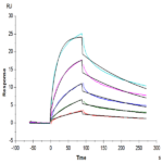 Mouse IFN alpha/beta R1 Protein (IFN-MM4R1)