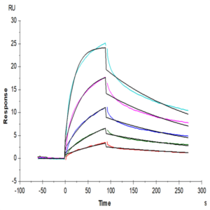 Mouse IFN alpha/beta R1 Protein (IFN-MM4R1)