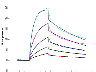 Mouse IFN alpha/beta R1 Protein (IFN-MM4R1)