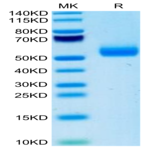 Mouse IgE Protein (IGE-MM101)