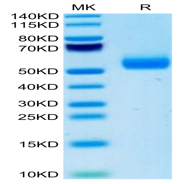 Mouse IgE Protein (IGE-MM101)