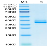 Mouse IgE Protein (IGE-MM401)