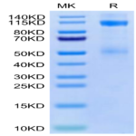 Cynomolgus IGF1R/CD221 Protein (IGF-CM41R)