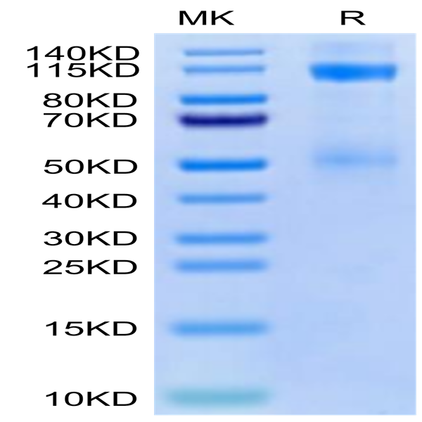Cynomolgus IGF1R/CD221 Protein (IGF-CM41R)