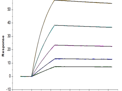 Human IGFBP-3 Protein (IGF-HM103)