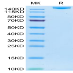 Human IGF2R Protein (IGF-HM12R)