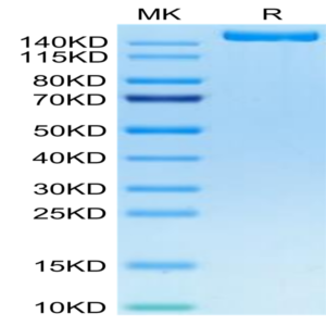 Biotinylated Human IGF2R Protein (IGF-HM12RB)