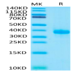 Human IGFBP-7 Protein (IGF-HM2BP)