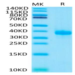 Human IGFBP-7 Protein (IGF-HM2BP)