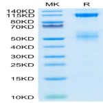 Biotinylated Human IGF1R/CD221 Protein (IGF-HM41RB)