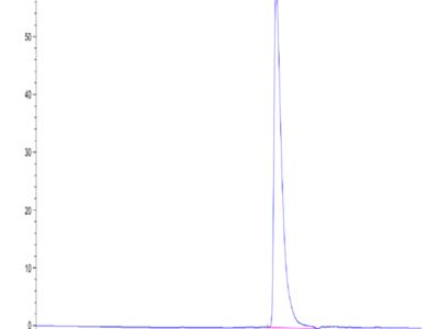 Mouse IGFBP2 Protein (IGF-MM102)