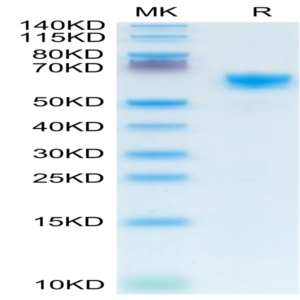 Mouse IGFBP-3R Protein (IGF-MM23R)